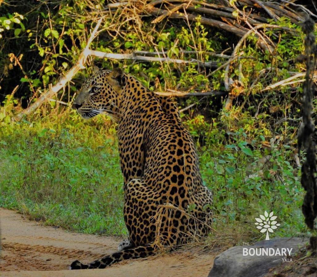 فندق The Boundary Yala كاتاراغاما المظهر الخارجي الصورة